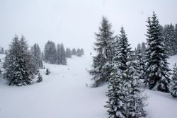 Alberi (12), Alta Val Badia (146), Sci Alpino (290)